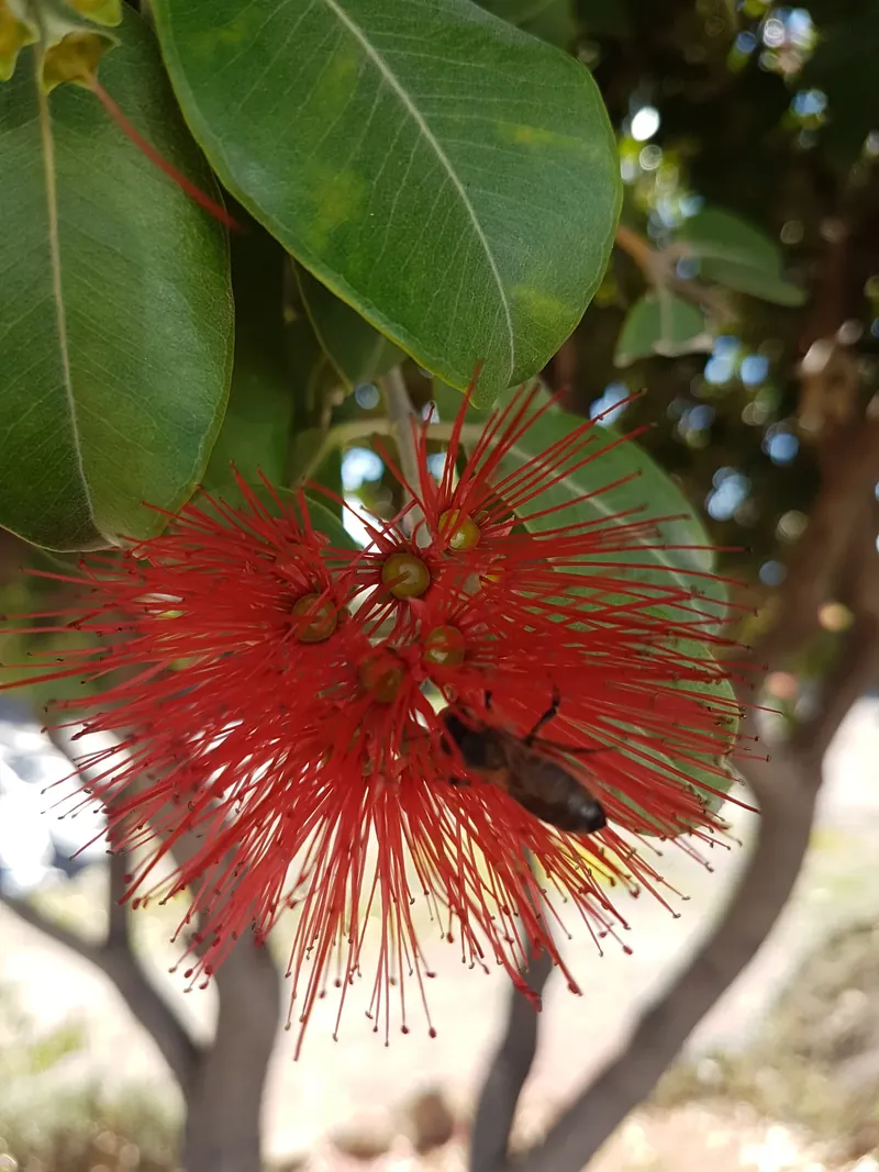 Flor roja de largos estambres con un insecto, entre hojas verdes