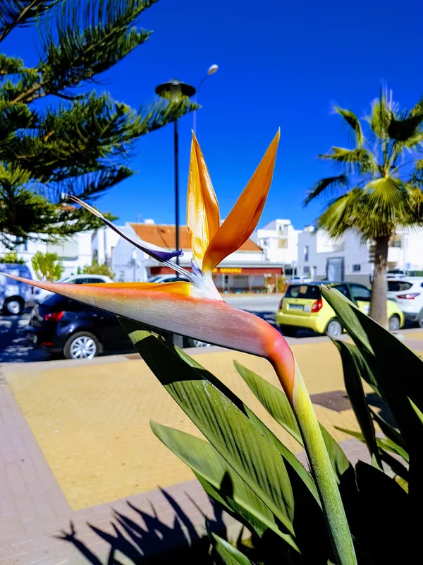 Flor de ave del paraíso naranja y azul frente a una calle con palmeras