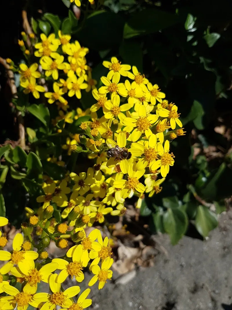 Ramillete de flores amarillas con una abeja posada entre las hojas