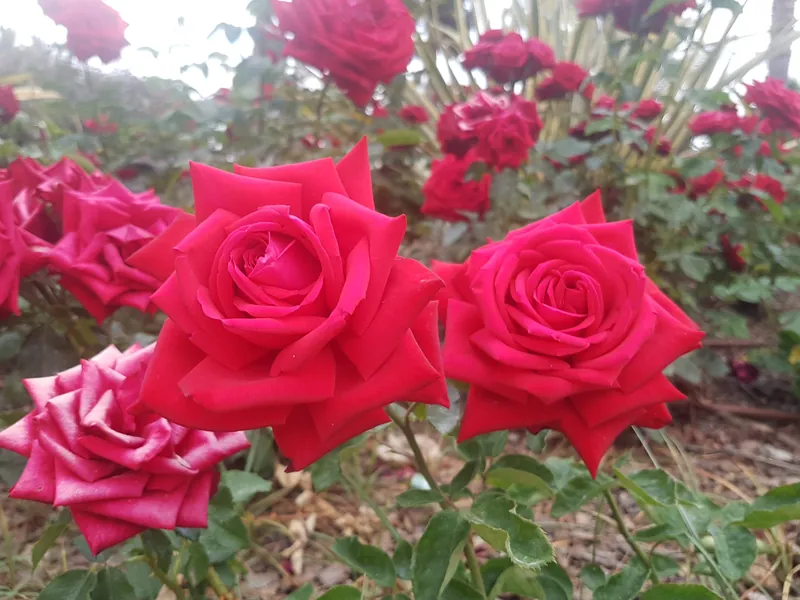 Rosas rojas en primer plano con más rosales desenfocados al fondo