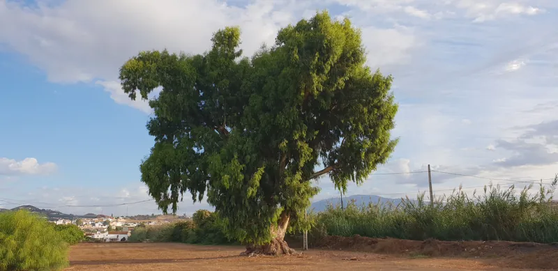 Gran árbol de copa frondosa en un camino de tierra con cielo azul y nubes
