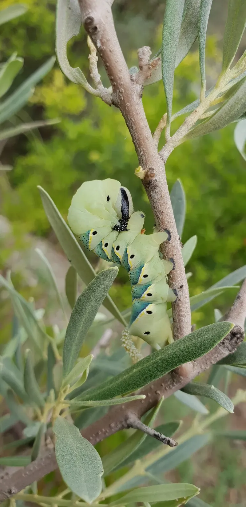 Oruga verde sobre una rama de olivo entre las hojas