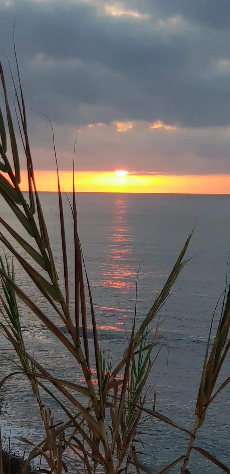 Sol sobre el mar al amanecer con hojas de caña a contraluz