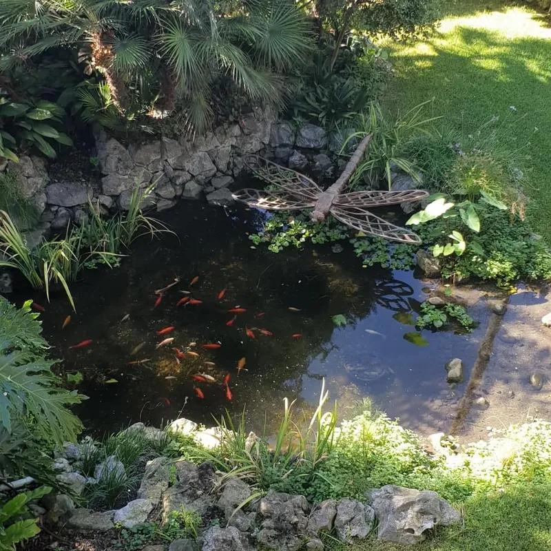 Estanque rodeado de vegetación con peces rojos nadando