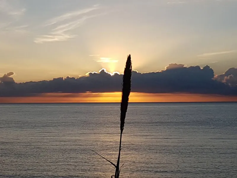Espiga seca en silueta frente al sol poniente sobre las nubes y el mar