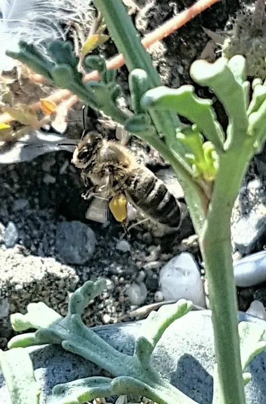 Abeja posada en una planta de hojas carnosas entre piedras