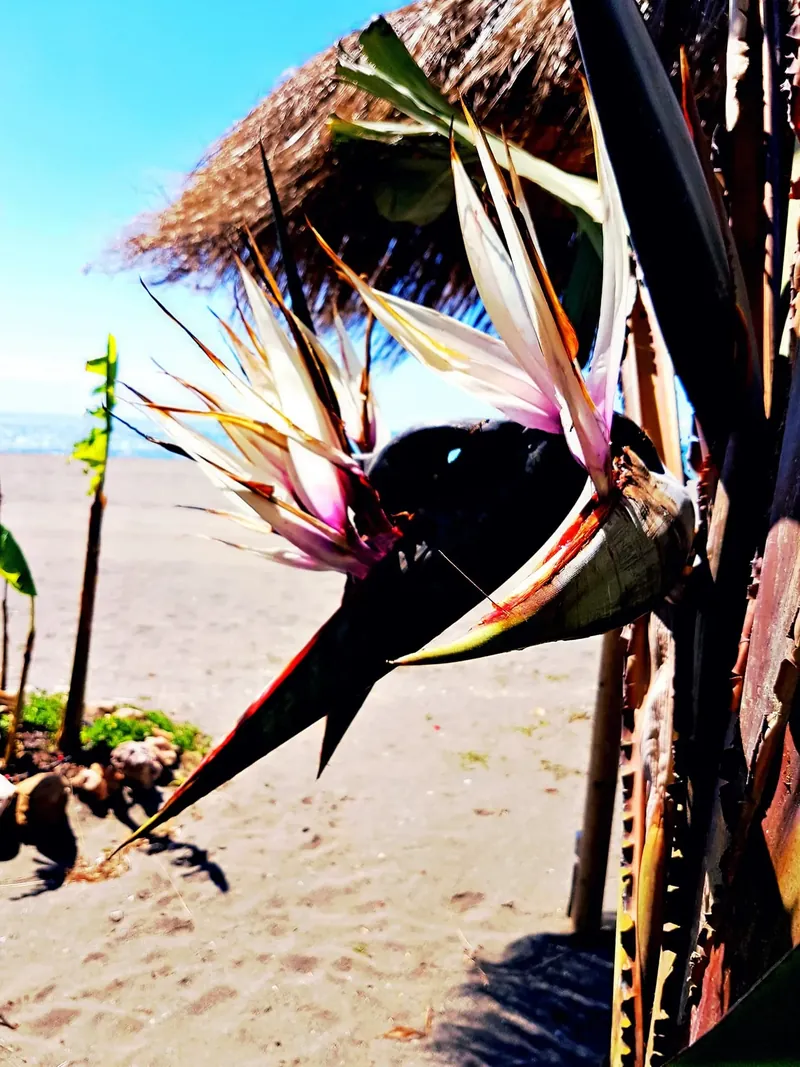 Flor de ave del paraíso junto a una sombrilla de paja en la playa