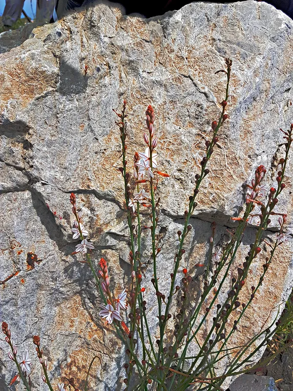 Tallos finos con flores pequeñas delante de una gran piedra clara